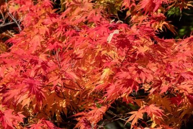Sonbaharda Japon akçaağacı (acer palmatum) üzerindeki kırmızı yaprakları kapat
