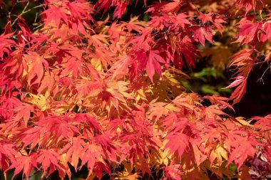 Sonbaharda Japon akçaağacı (acer palmatum) üzerindeki kırmızı yaprakları kapat