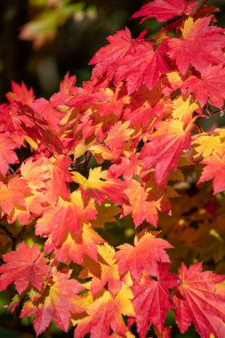 Sonbaharda Japon akçaağacı (acer palmatum) üzerindeki kırmızı yaprakları kapat