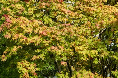 Japon akçaağacı (acer japonica) üzerindeki sonbahar yapraklarını kapat