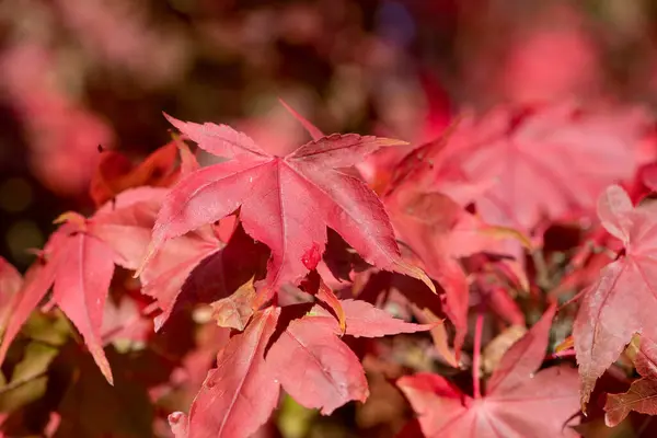 stock image Close up of red leaves on a Japanese maple (acer palmatum) tree in autumn