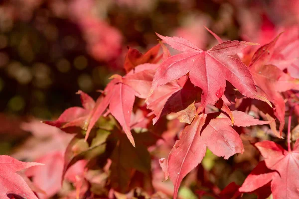 Zbliżenie Czerwonych Liści Drzewie Klonu Japońskiego Acer Palmatum Jesienią — Zdjęcie stockowe