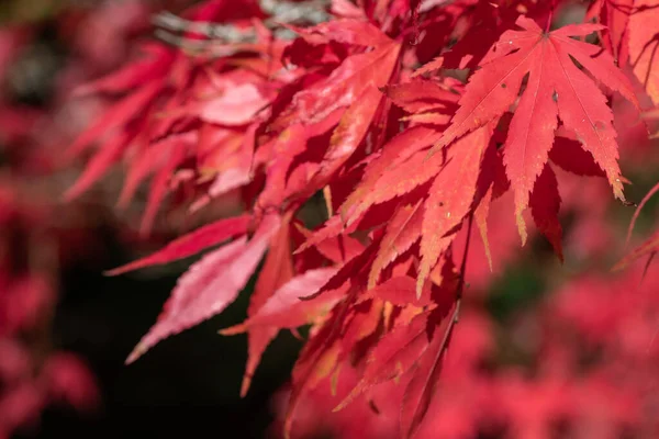 Zbliżenie Czerwonych Liści Drzewie Klonu Japońskiego Acer Palmatum Jesienią — Zdjęcie stockowe