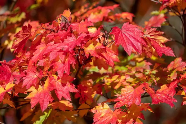 Nahaufnahme Roter Blätter Einem Japanischen Ahornbaum Acer Palmatum Herbst — Stockfoto