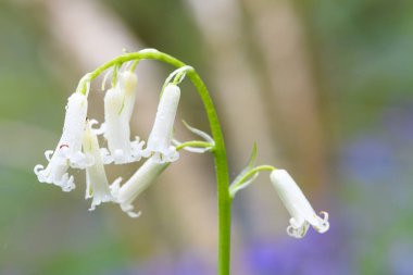 Çiçek açan beyaz bir çan çiçeğinin (Hyacinhoides non-scripta) kapağını kapat