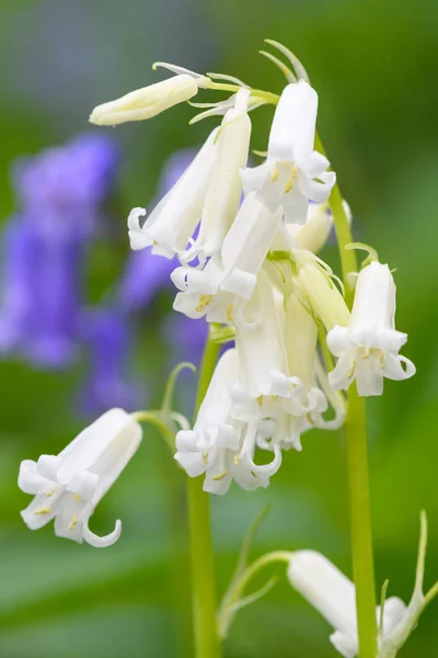 Közelről Egy Fehér Bluebell Jácinhoidok Nem Scripta Virág Virágzik — Stock Fotó