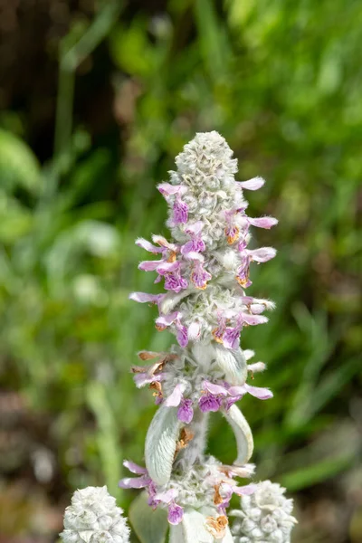 stock image Close up of woolly hedgenettle (stachys byzantina) flowers in bloom