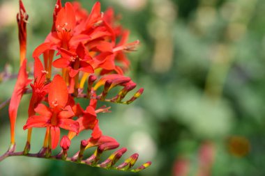 Close up of a crocosmia paniculata flower in bloom