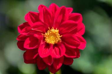 Çiçek açmış kırmızı bir yıldız çiçeğine yaklaş.