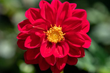 Çiçek açmış kırmızı bir yıldız çiçeğine yaklaş.