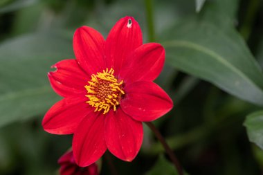 Çiçek açmış kırmızı bir yıldız çiçeğine yaklaş.