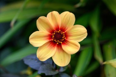 Çiçek açmış bir yıldız çiçeği gibi yakın.