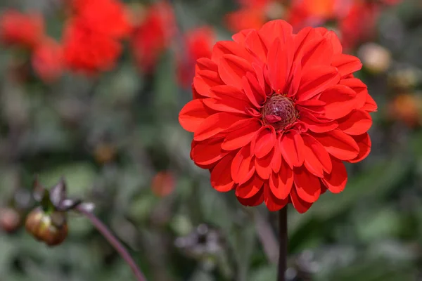 Gros Plan Une Fleur Dahlia Rouge Fleur — Photo