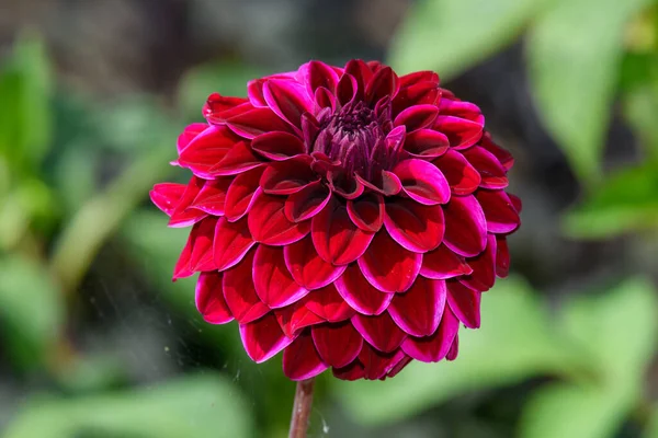 Blisko Czerwonego Kwiatu Dahlii Rozkwicie — Zdjęcie stockowe