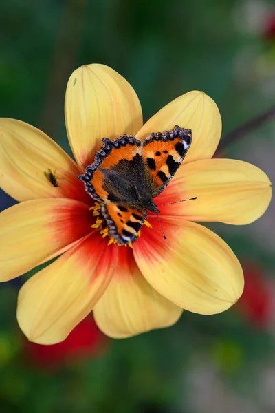 Yıldız Çiçeği Üzerindeki Küçük Bir Kaplumbağa Kabuğuna Aglais Urticae Yaklaş — Stok fotoğraf