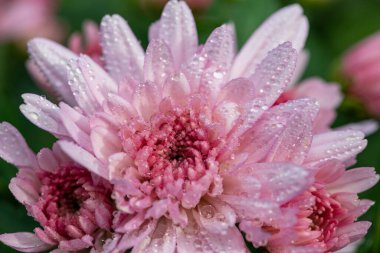 Çiçek açmış pembe kasımpatı çiçeklerine yaklaş