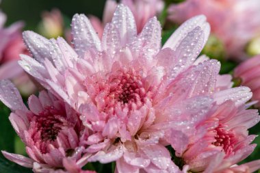 Çiçek açmış pembe kasımpatı çiçeklerine yaklaş