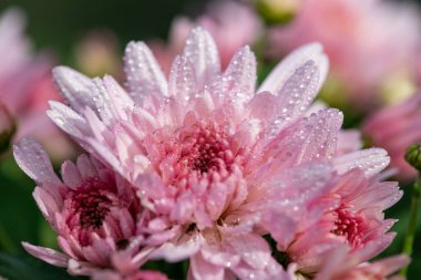 Çiçek açmış pembe kasımpatı çiçeklerine yaklaş