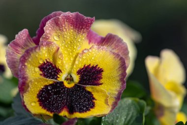 Çiçek açmış bir gül süprizi çiçeğine yaklaş