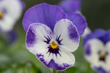 Bir şerbet delft mavi nonoş çiçek yakın