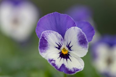 Bir şerbet delft mavi nonoş çiçek yakın