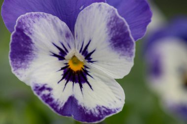 Bir şerbet delft mavi nonoş çiçek yakın