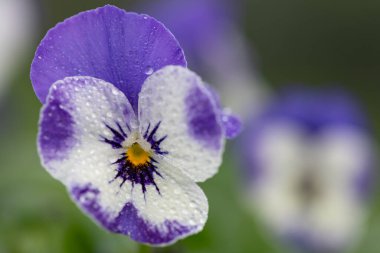 Su damlacıklarıyla kaplı bir şerbet delft mavi nonoş çiçeğine yaklaş