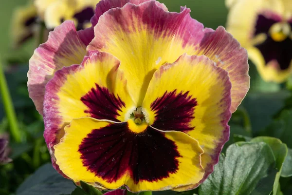 stock image Close up of a rose surprise pansy flower in bloom