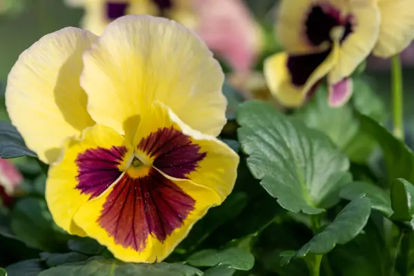 stock image Close up of a rose surprise pansy flower in bloom