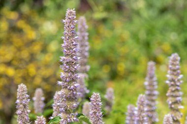 Close up of giant hyssop flowers in bloom clipart