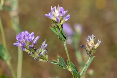 Lucerne (ilaç sativa) çiçekleri çiçek açmış.