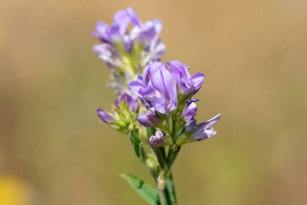 Makroaufnahme Von Blühenden Luzerne Blumen Medicago Sativa — Stockfoto