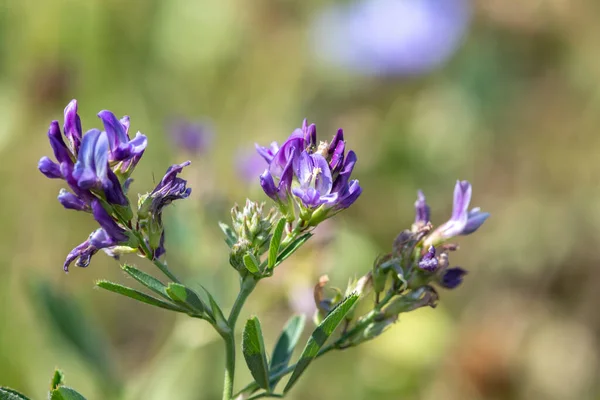Makroaufnahme Von Blühenden Luzerne Blumen Medicago Sativa — Stockfoto