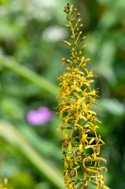 Ligularia przewalski çiçeklerinin açılışını kapat.