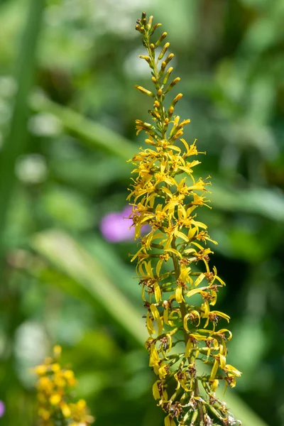 Nahaufnahme Von Ligularia Przewalskii Blumen Blüte — Stockfoto