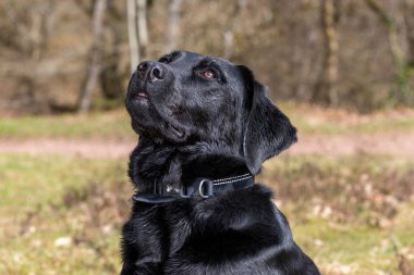 Siyah şirin bir Labrador 'un kafasından. 