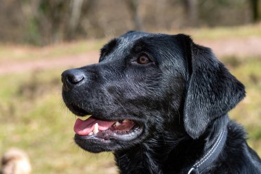 Siyah şirin bir Labrador 'un kafasından. 