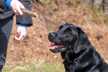Siyah şirin bir Labrador 'un portresi Bir insanın elindeki sopaya bakıyor