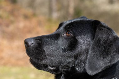 Siyah şirin bir Labrador 'un kafasından. 