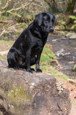 Kütüğün üzerinde oturan genç siyah bir Labrador 'un portresi 