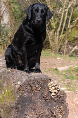 Kütüğün üzerinde oturan genç siyah bir Labrador 'un portresi 