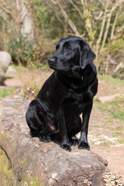 Kütüğün üzerinde oturan genç siyah bir Labrador 'un portresi 