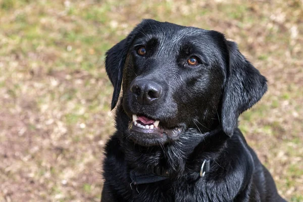 Siyah şirin bir Labrador 'un kafasından. 