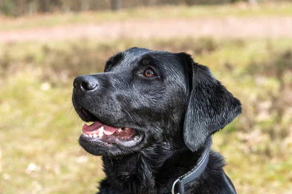 stock image Head shot of a cute black Labrador 