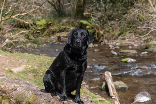 stock image Portrait of a young black Labrador sitting on a log 