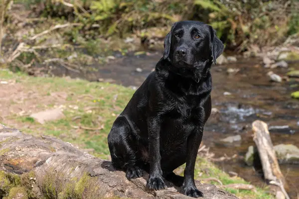 stock image Portrait of a young black Labrador sitting on a log 