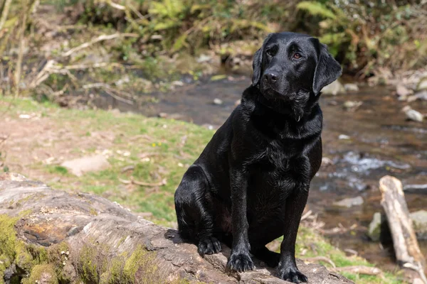 stock image Portrait of a young black Labrador sitting on a log 