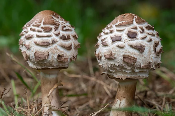 stock image Close up of a pair of shaggy parasol (chlorophyllum rhacodes) mushrooms in a meadow