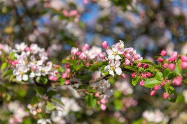 Çiçek açan malus çiçeklerini kapat.
