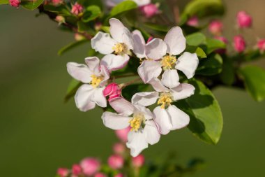 Çiçek açan malus çiçeklerini kapat.